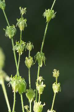 Image of bedstraw