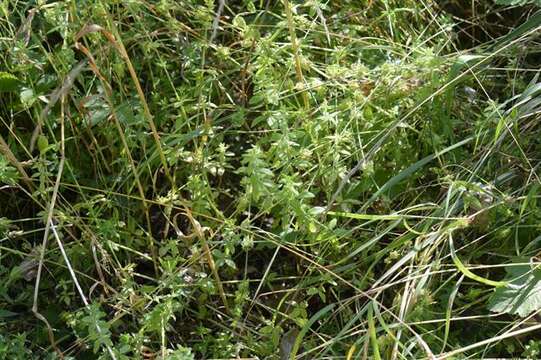 Image of bedstraw