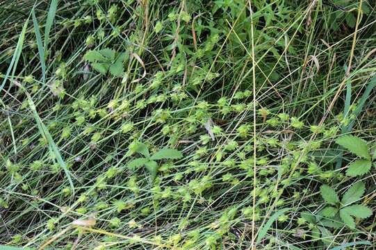 Image of bedstraw