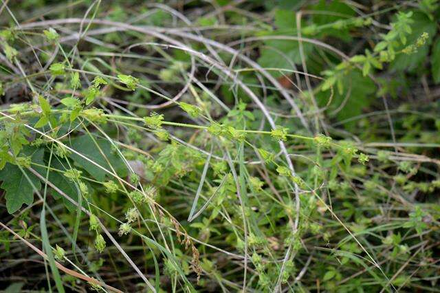 Image of bedstraw