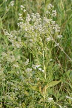 Image of Peppercresses