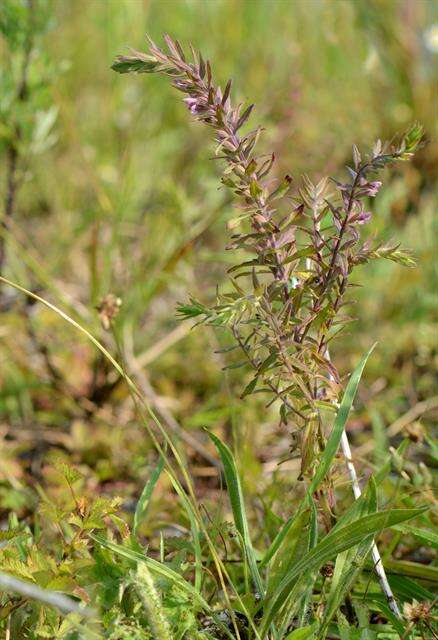 Image of False Bartsia