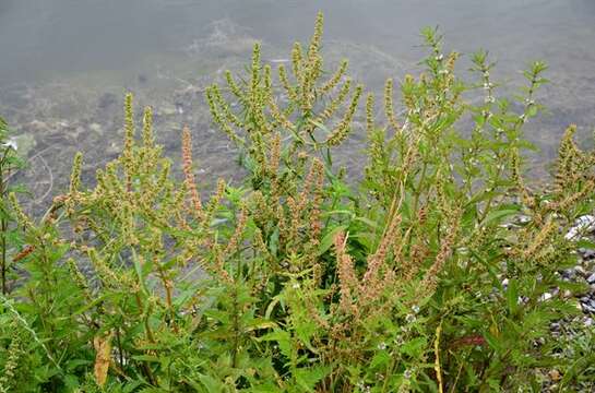 Слика од Rumex maritimus L.