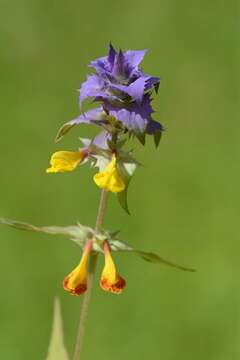 Слика од Melampyrum nemorosum L.