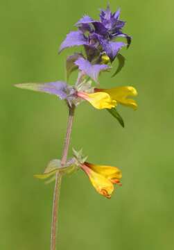 Слика од Melampyrum nemorosum L.