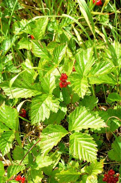 Rubus saxatilis L. resmi