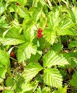 Rubus saxatilis L. resmi