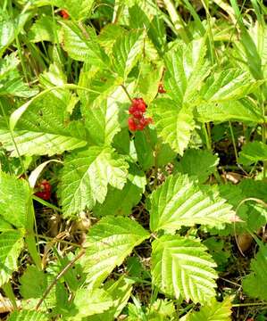 Image of Stone Bramble