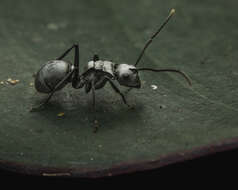 Image de Polyrhachis