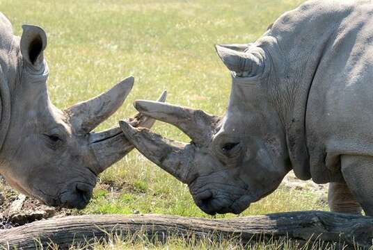 Image of White Rhinoceros