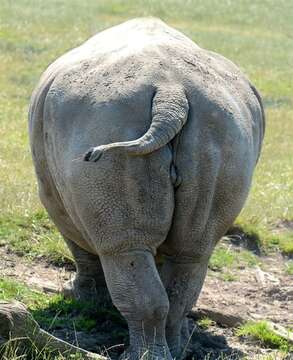 Image of White Rhinoceros