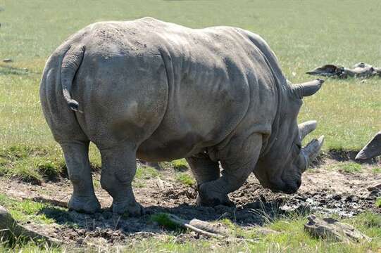 Image of White Rhinoceros