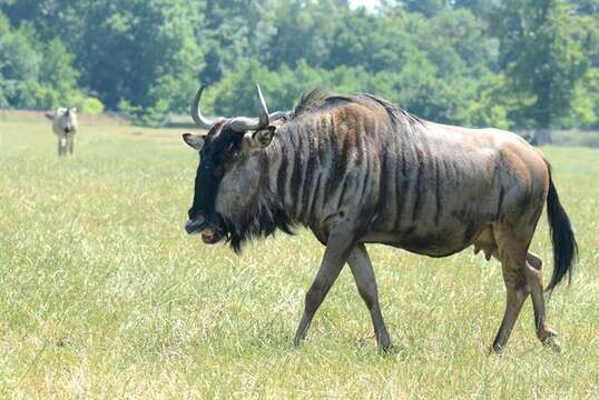 Image of wildebeest