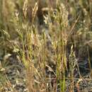 Image of annual vernal-grass