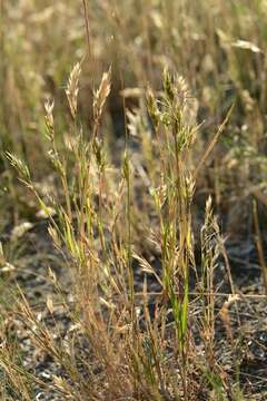 Image of Vernal Grasses