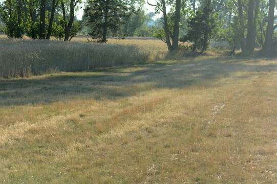 Image of Vernal Grasses