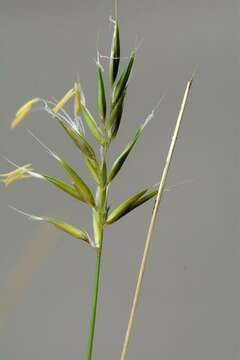 Image of Vernal Grasses