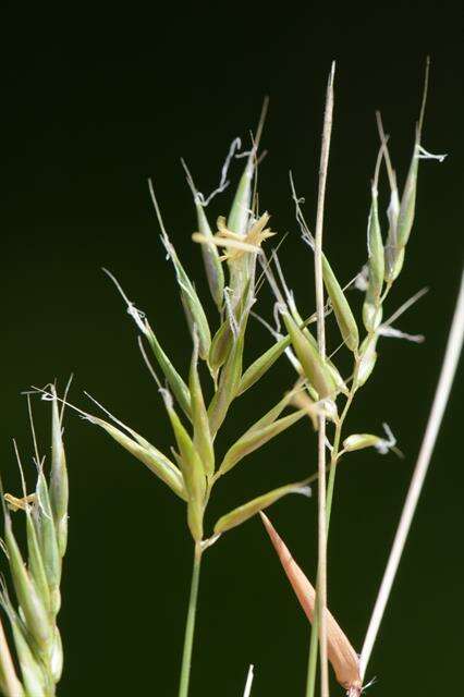 Image of Vernal Grasses