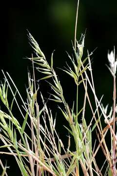 Image of Vernal Grasses