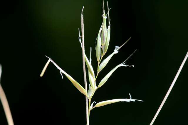 Image of Vernal Grasses