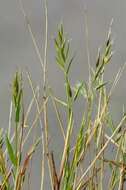 Image of Vernal Grasses