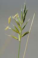 Image of Vernal Grasses