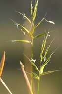 Image of Vernal Grasses