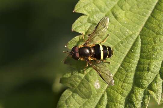 Image of Dasysyrphus