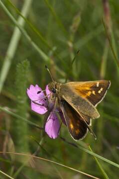 Image of Branded Skippers