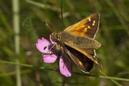 Image of Branded Skippers