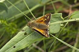 Image of Branded Skippers