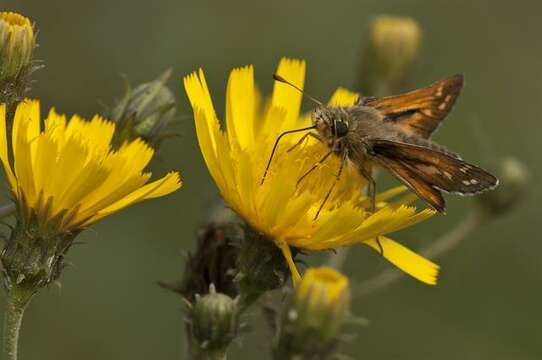 Image of Branded Skippers