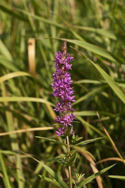 Image of loosestrife