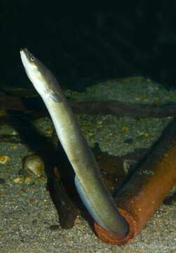 Image of Eel