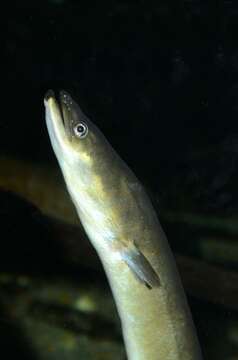 Image of Eel