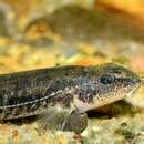 Image of Stone Loach