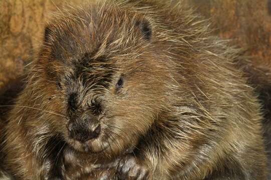 Image of beavers, gophers, kangaroo rats, pocket mice, and relatives