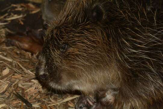 Image of beavers, gophers, kangaroo rats, pocket mice, and relatives