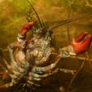 Image of Columbia River Signal Crayfish