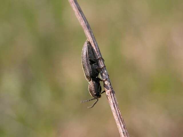 Слика од <i>Limonius aeruginosus</i>