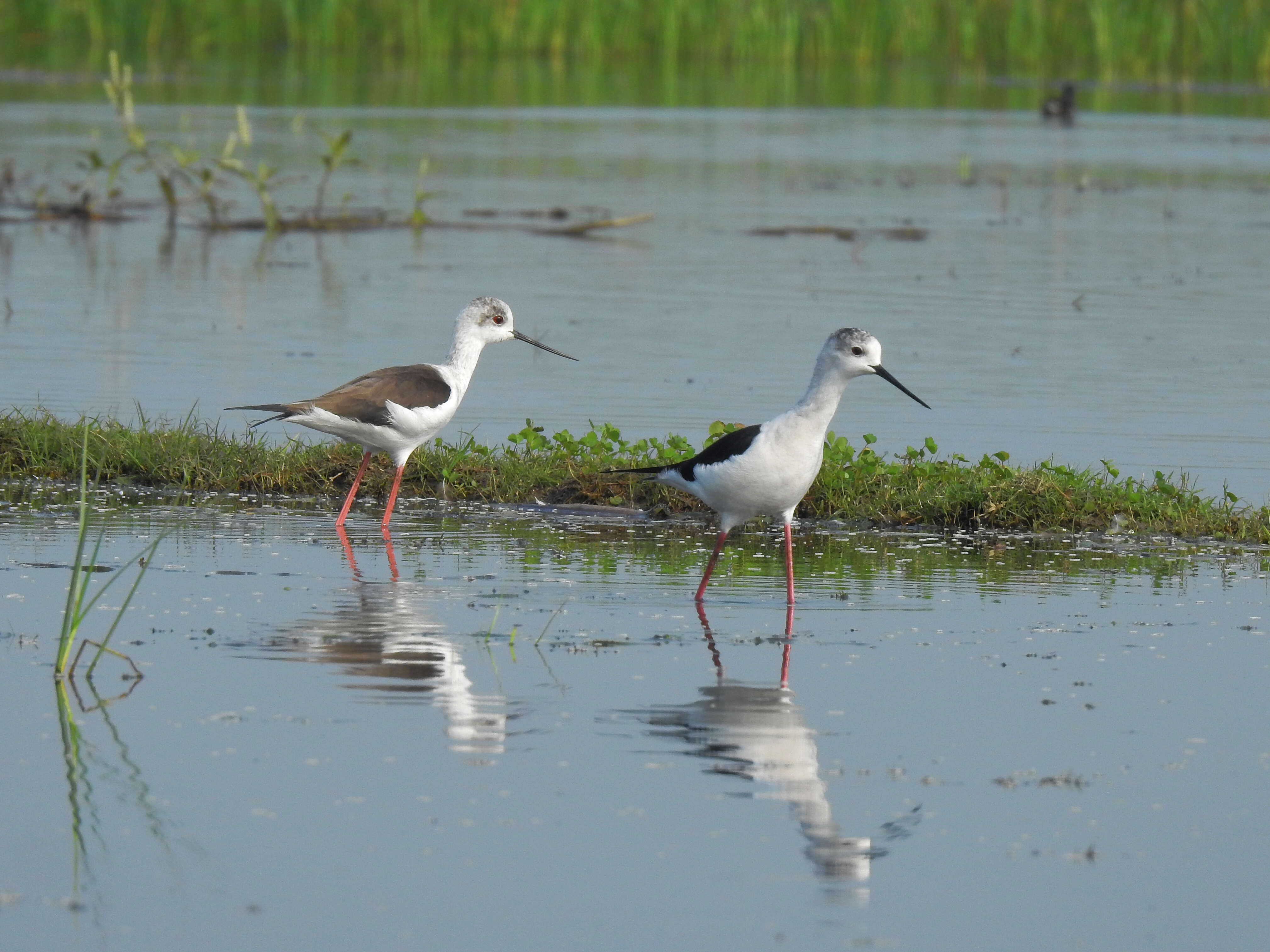 Image of Black-winged Stilt