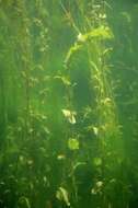 Image of Perfoliate Pondweed