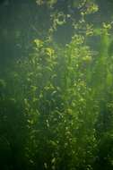 Image of Perfoliate Pondweed