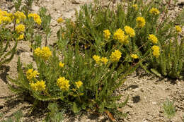 Image de Ivesia gordonii (Hook.) Torr. & Gray