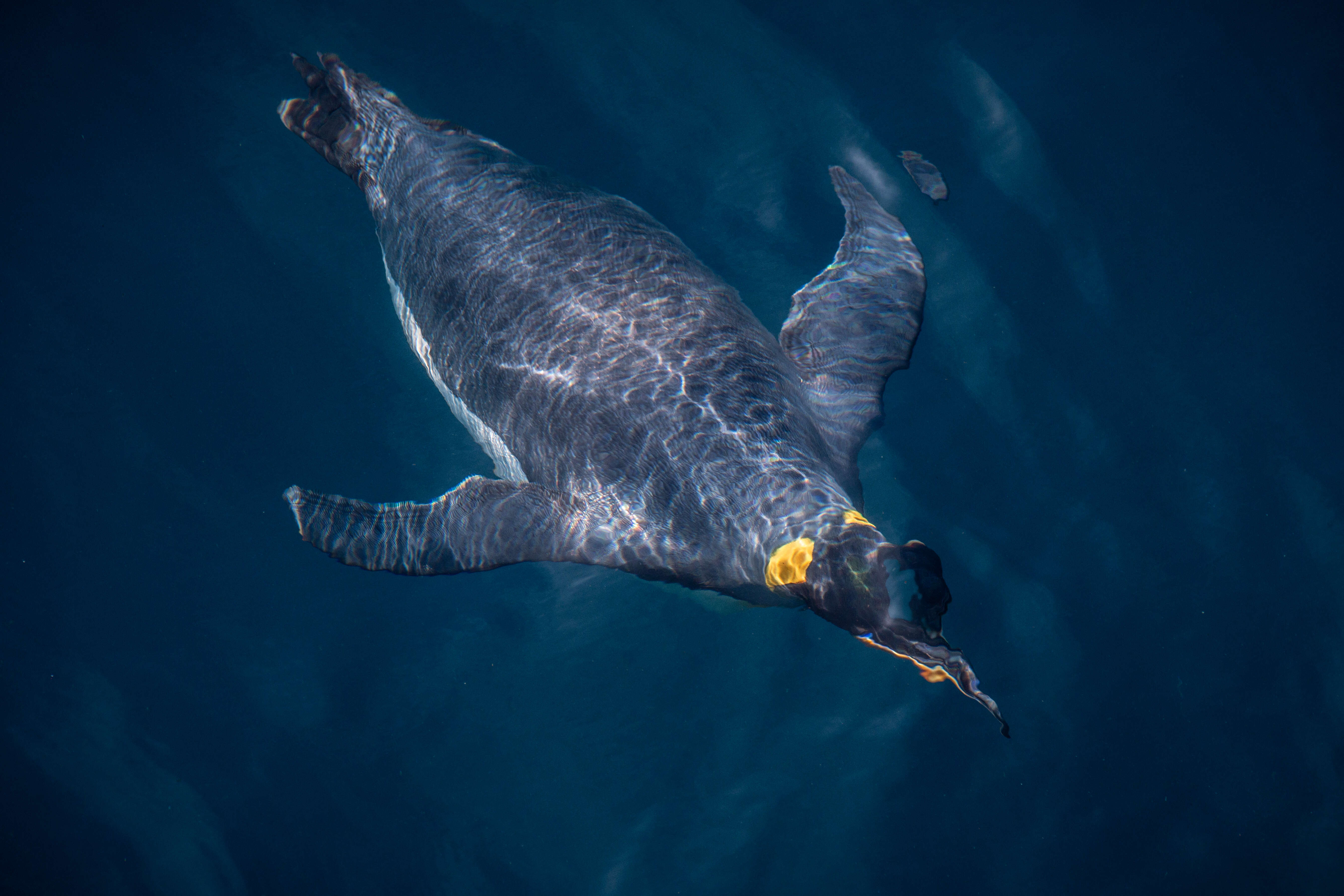 Image of King Penguin