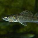 Image of pikeperch, zander