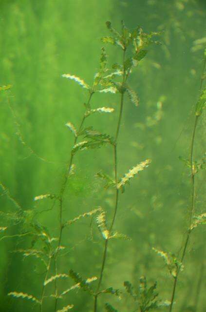 Image of pondweed