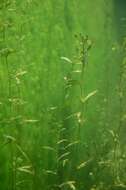 Image of pondweed