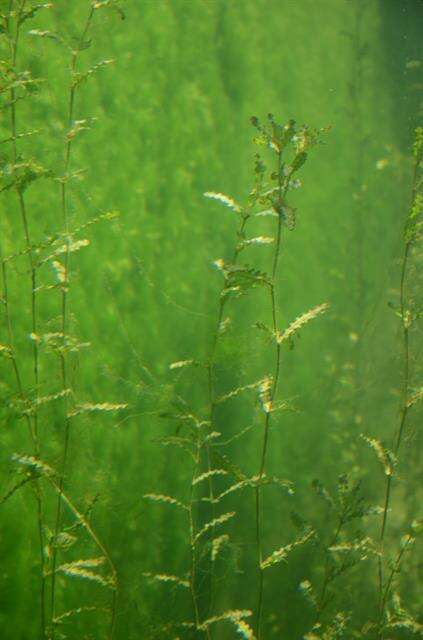 Image of pondweed