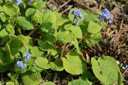 Plancia ëd Brunnera